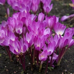 Крокус осінній - Колхікум - Цибулини