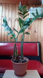 Замиокулькас долларовое дерево с горшком